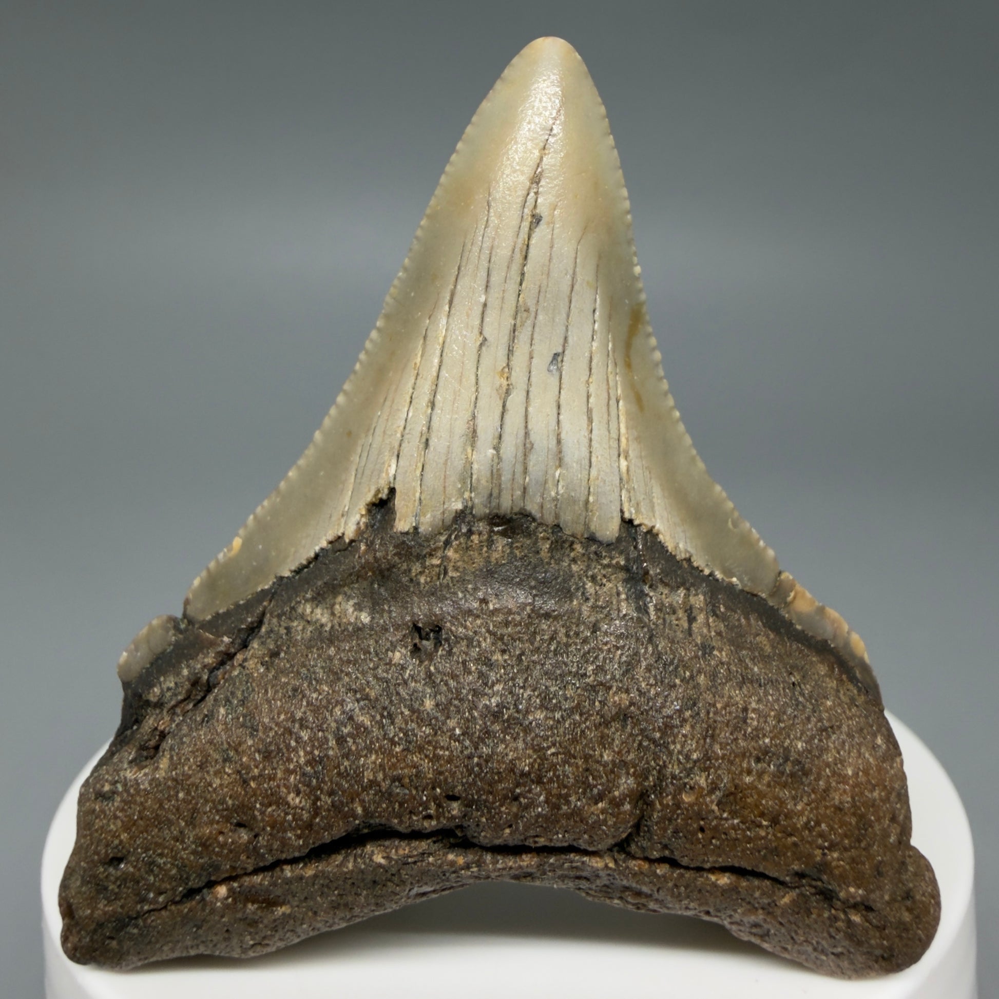 Front View Colorful 2.40" Fossil Megalodon Tooth - Authentic Carcharocles megalodon Fossil from North Carolina C6285