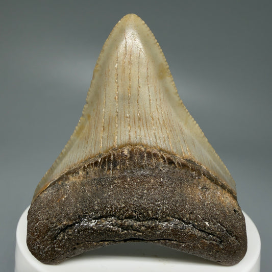 Front View Colorful 2.41" Fossil Megalodon Tooth - Authentic Carcharocles megalodon Fossil from North Carolina CM6085