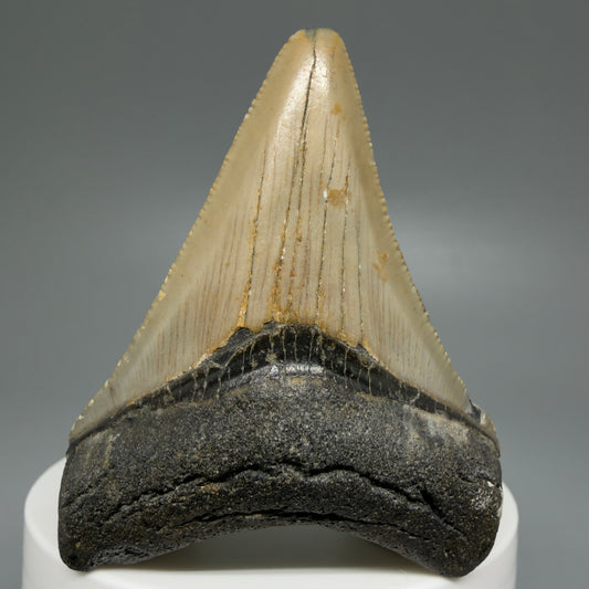 Front View Colorful 2.41" Fossil Megalodon Tooth - Authentic Carcharocles megalodon Fossil from North Carolina CM6086