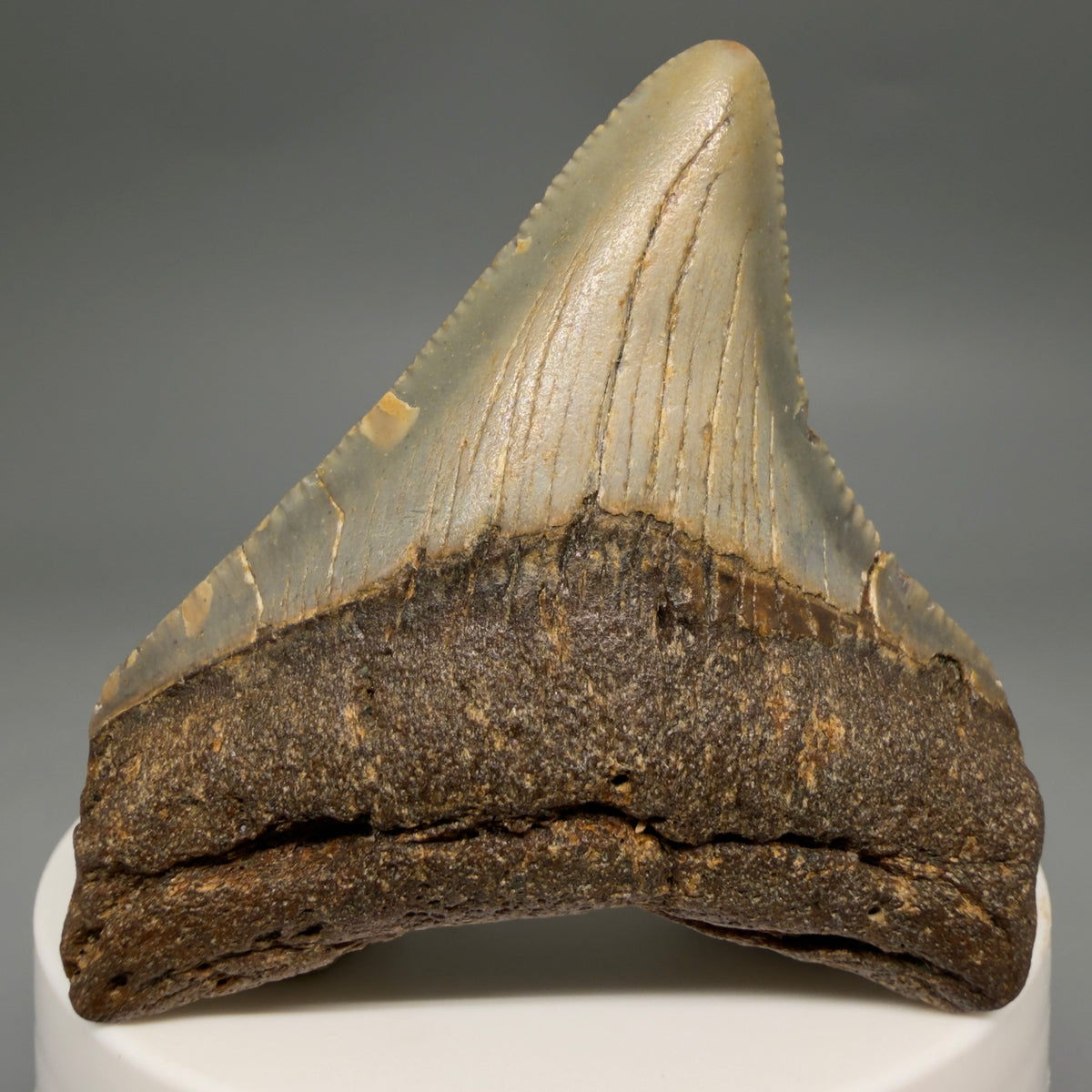 Front View Colorful 2.42" Fossil Megalodon Tooth - Authentic Carcharocles megalodon Fossil from North Carolina megalodonteeth.com CM6625