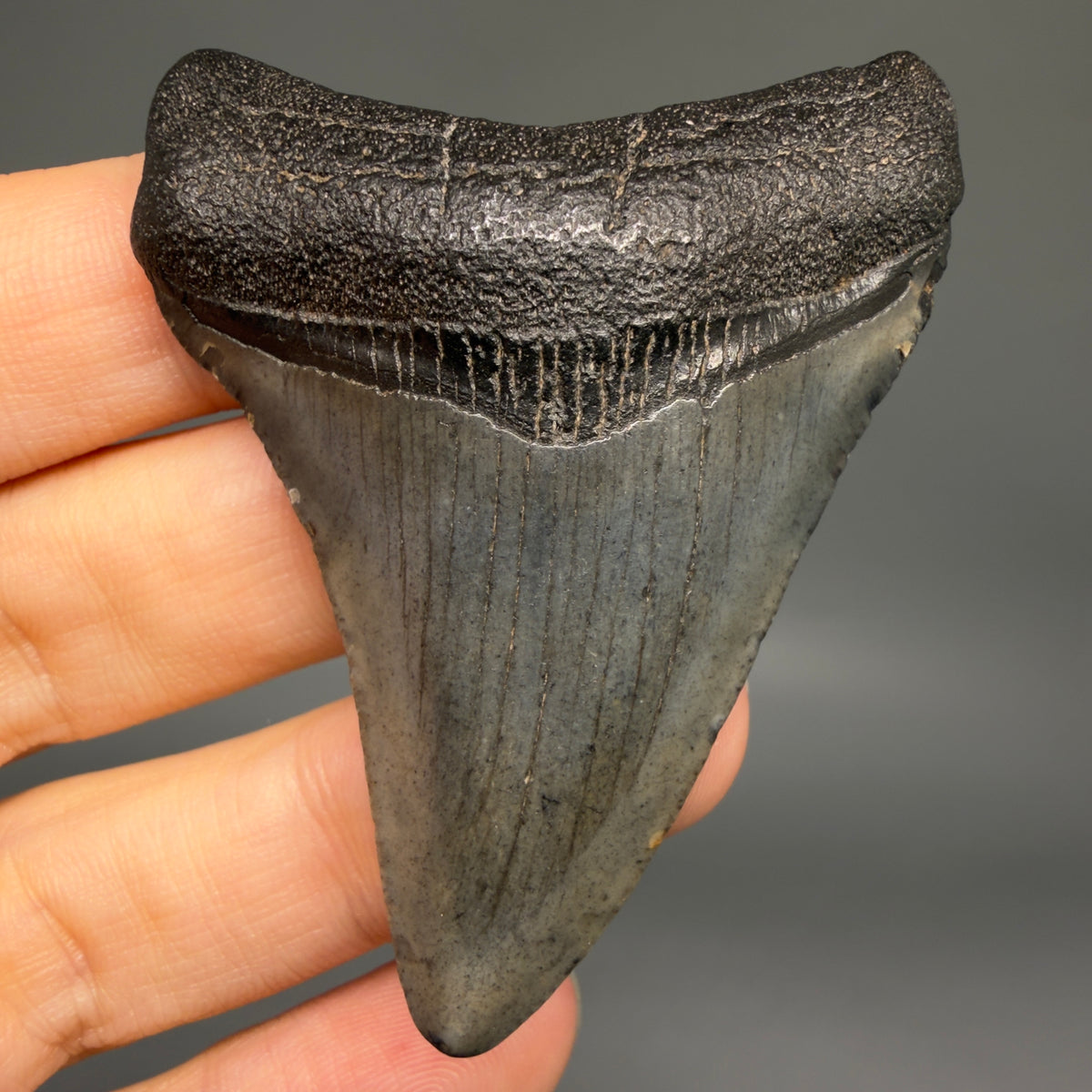 Front View Colorful 2.45" Fossil Megalodon Tooth – South Carolina River Find | Authentic megalodonteeth.com CM6735