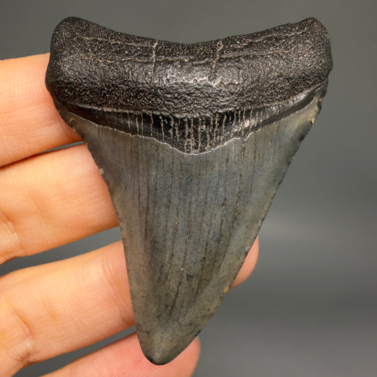 Front View Colorful 2.45" Fossil Megalodon Tooth – South Carolina River Find | Authentic megalodonteeth.com CM6735