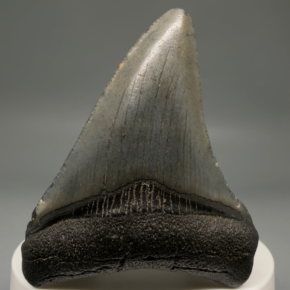 Front View Colorful 2.45" Fossil Megalodon Tooth – South Carolina River Find | Authentic megalodonteeth.com CM6735 - 1