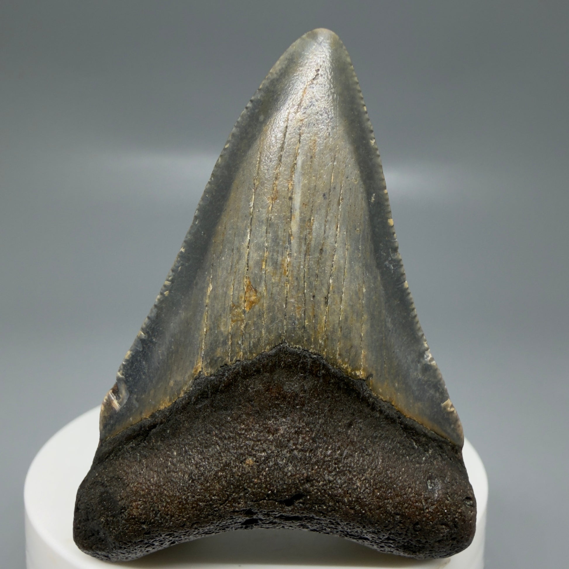 Front View Colorful 2.46" Fossil Megalodon Tooth - Authentic Carcharocles megalodon Fossil from North Carolina CM6183