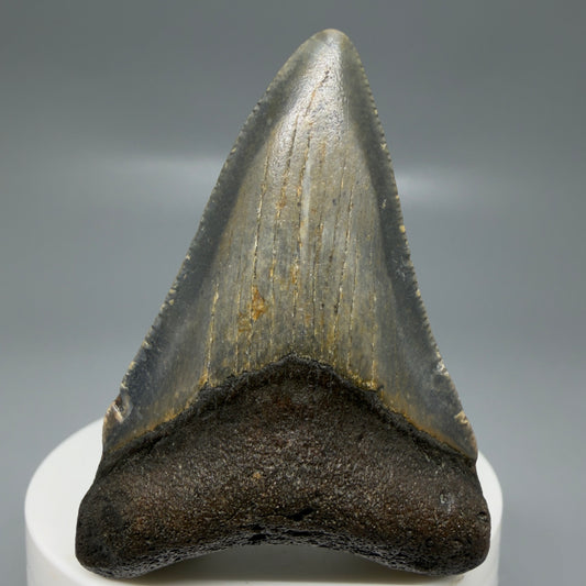 Front View Colorful 2.46" Fossil Megalodon Tooth - Authentic Carcharocles megalodon Fossil from North Carolina CM6183