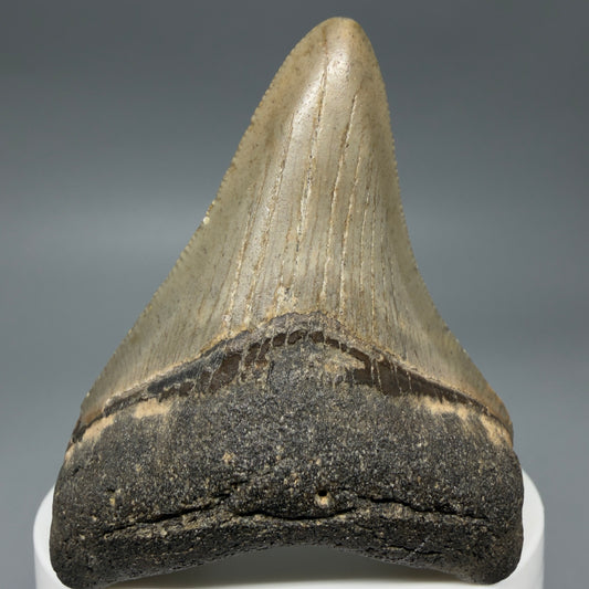Front View Colorful 2.51" Fossil Megalodon Tooth - Authentic Carcharocles megalodon Fossil from North Carolina CM6291