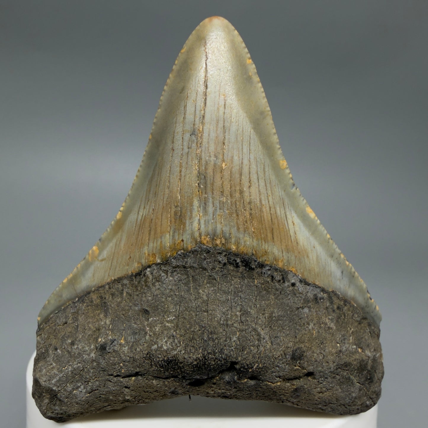Front View Colorful 2.51" Fossil Megalodon Tooth - Authentic Carcharocles megalodon Fossil from North Carolina CM6292