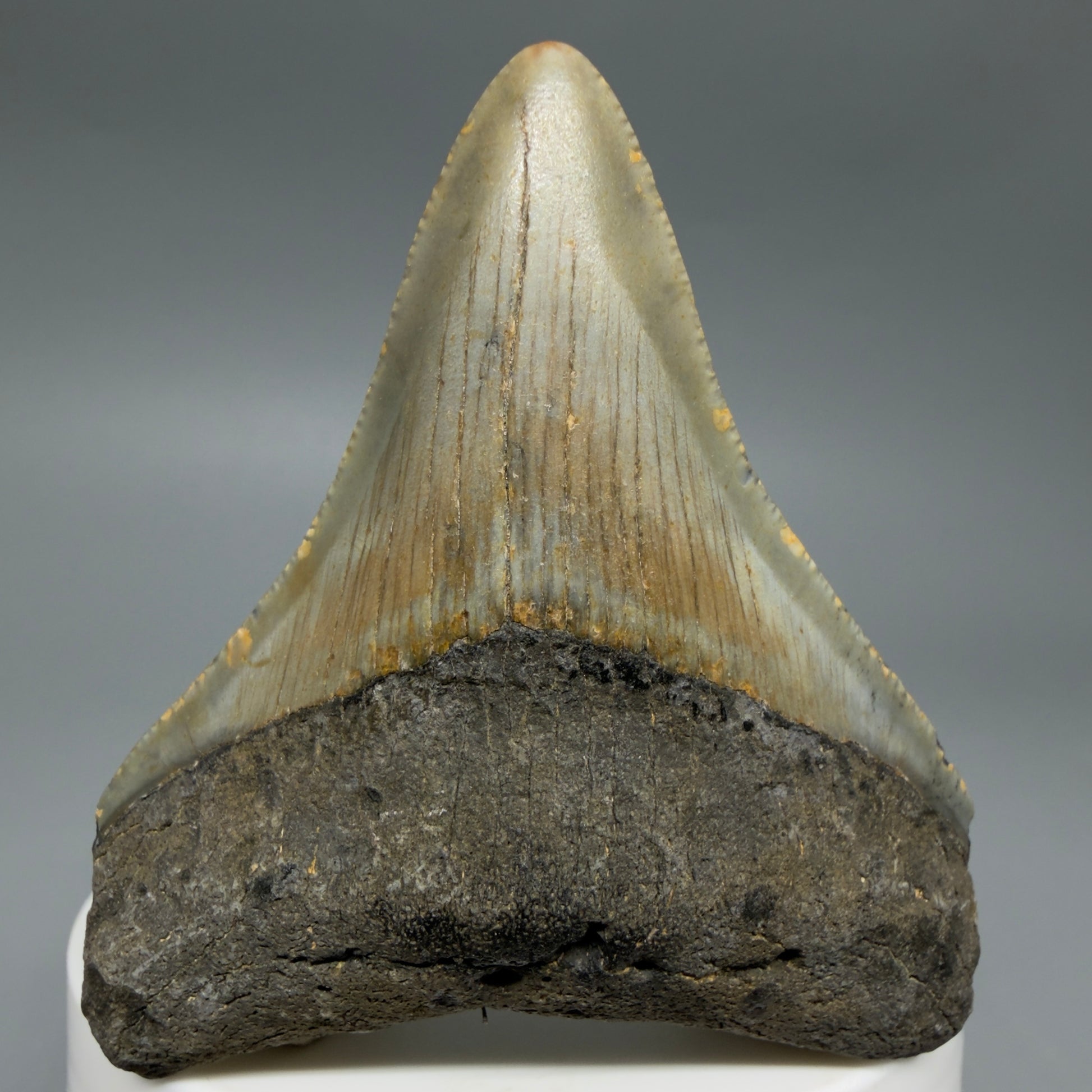 Front View Colorful 2.51" Fossil Megalodon Tooth - Authentic Carcharocles megalodon Fossil from North Carolina CM6292