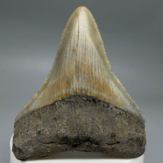 Front View Colorful 2.51" Fossil Megalodon Tooth - Authentic Carcharocles megalodon Fossil from North Carolina CM6292