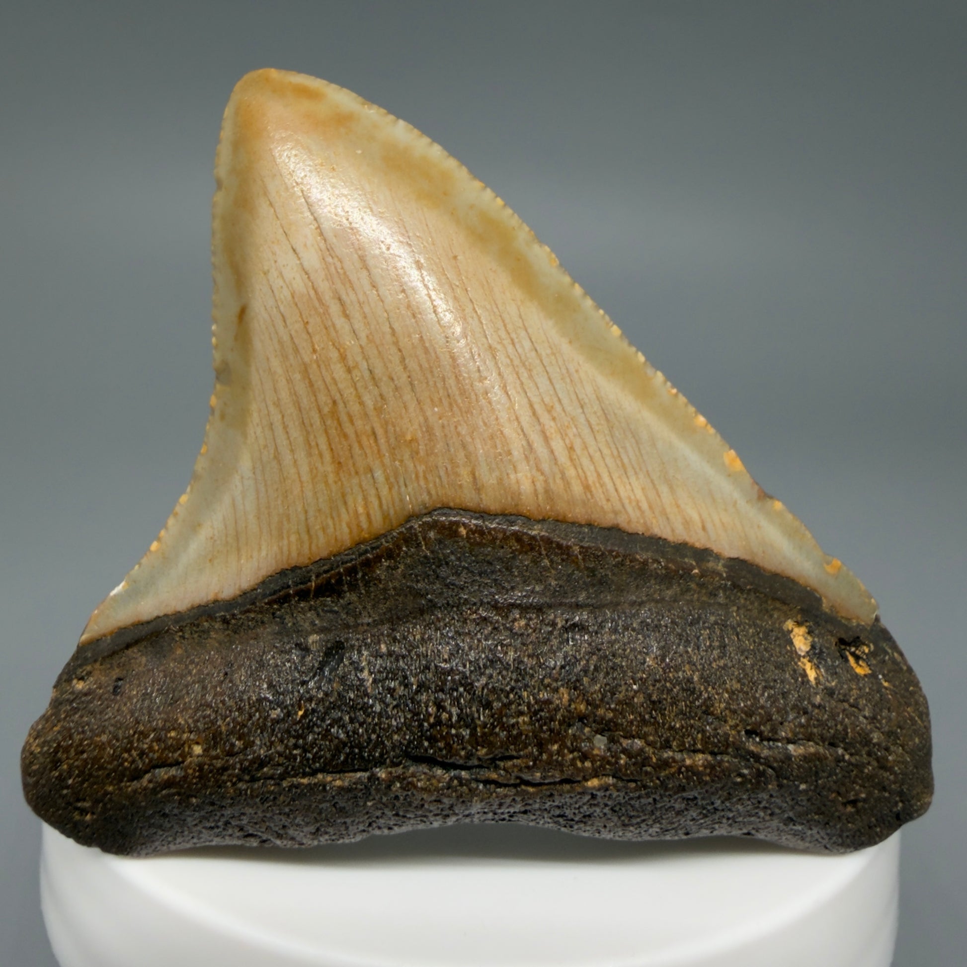 Front View Colorful 2.53" Fossil Megalodon Tooth - Authentic Carcharocles megalodon Fossil from North Carolina CM6286