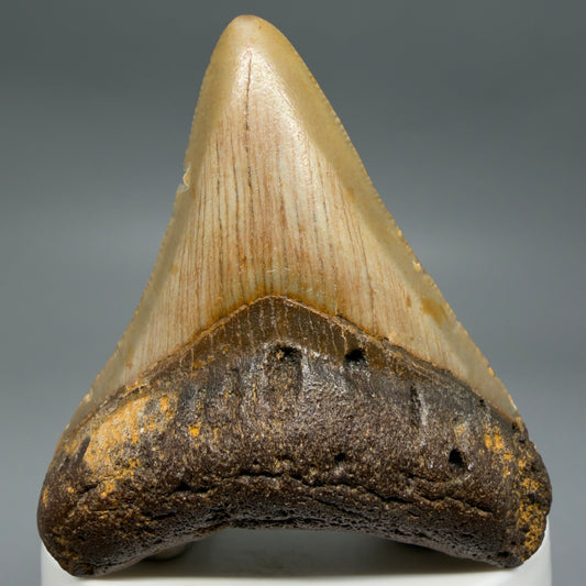 Front View Colorful 2.54" Fossil Megalodon Tooth - Authentic Carcharocles megalodon Fossil from North Carolina CM6290