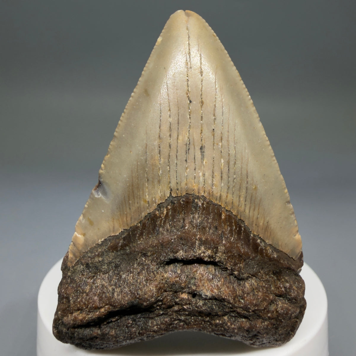 Front View Colorful 2.57" Fossil Megalodon Tooth - Authentic Carcharocles megalodon Fossil from North Carolina megalodonteeth.com CM6785