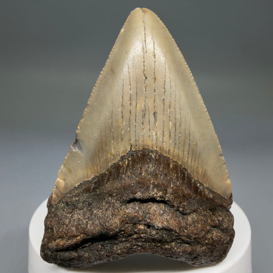 Front View Colorful 2.57" Fossil Megalodon Tooth - Authentic Carcharocles megalodon Fossil from North Carolina megalodonteeth.com CM6785