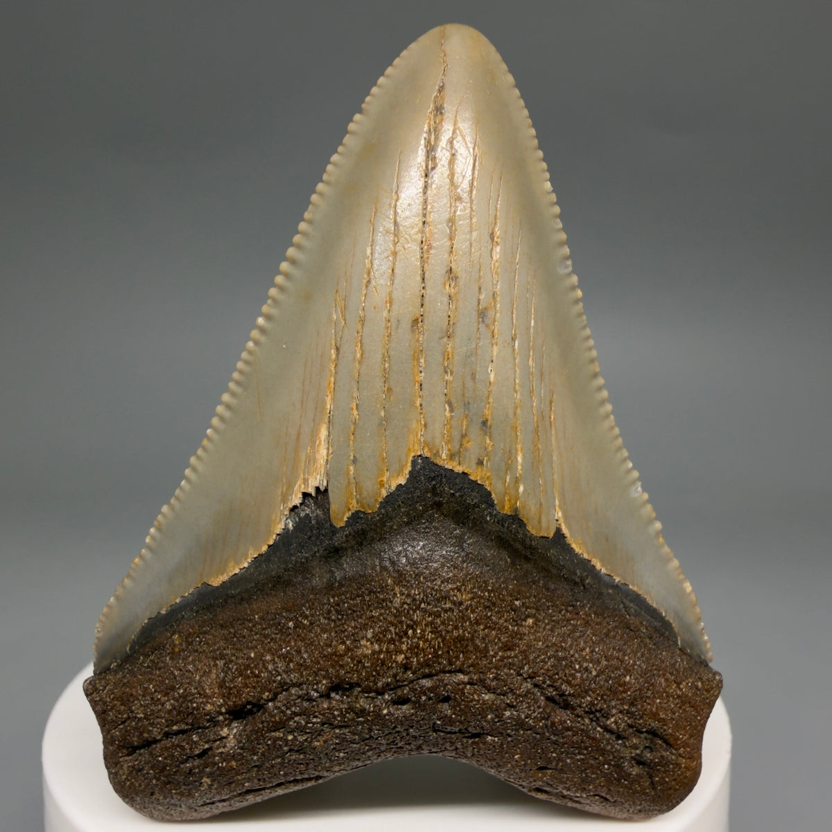 Front View Colorful 2.60" Fossil Megalodon Tooth - Authentic Carcharocles megalodon Fossil from North Carolina megalodonteeth.com CM6630