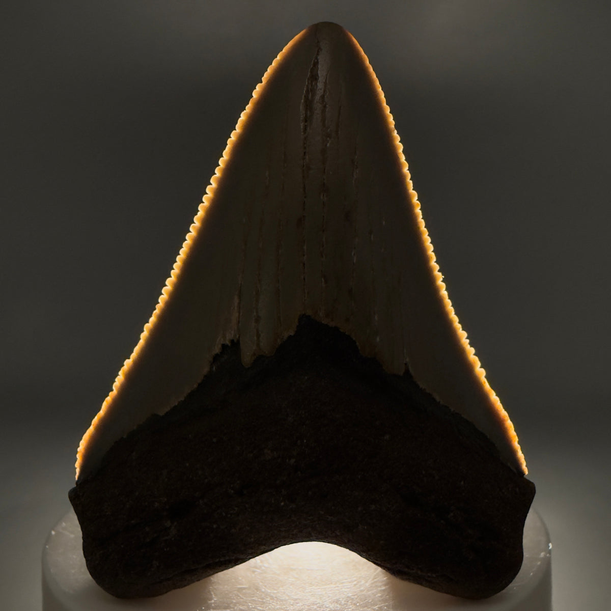 Front View Colorful 2.60" Fossil Megalodon Tooth - Authentic Carcharocles megalodon Fossil from North Carolina megalodonteeth.com CM6630 - 1