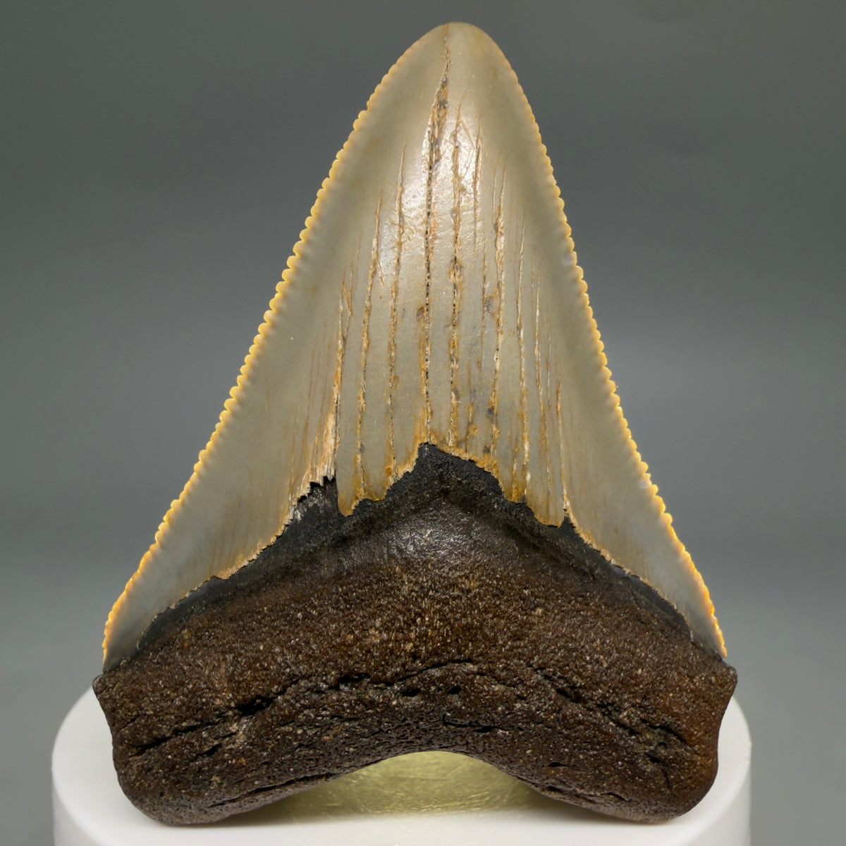 Front View Colorful 2.60" Fossil Megalodon Tooth - Authentic Carcharocles megalodon Fossil from North Carolina megalodonteeth.com CM6630 - 2