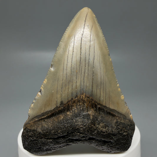 Front View Colorful 2.62" Fossil Megalodon Tooth - Authentic Carcharocles megalodon Fossil from North Carolina CM6184
