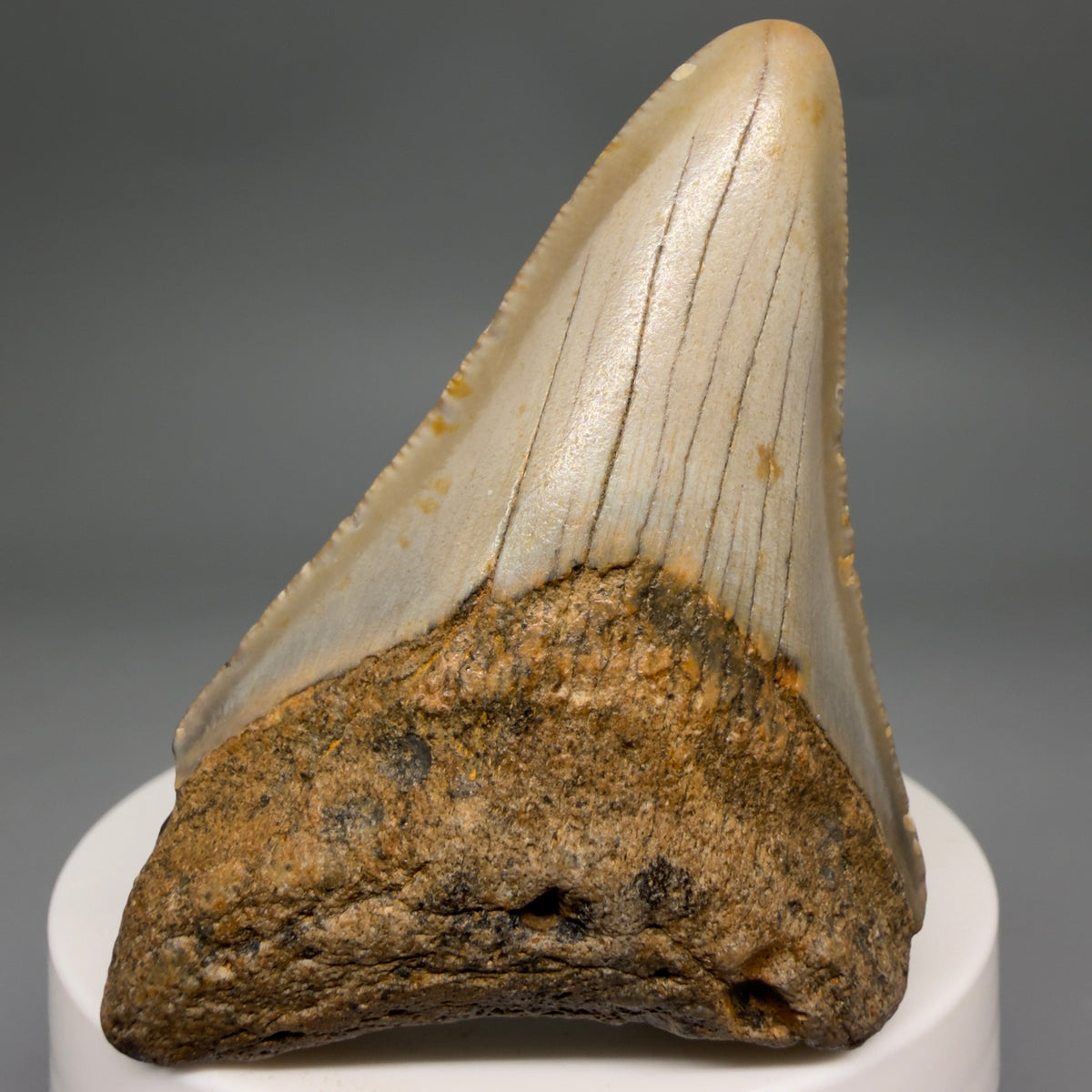 Front View Colorful 2.62" Fossil Megalodon Tooth - Authentic Carcharocles megalodon Fossil from North Carolina megalodonteeth.com CM6627