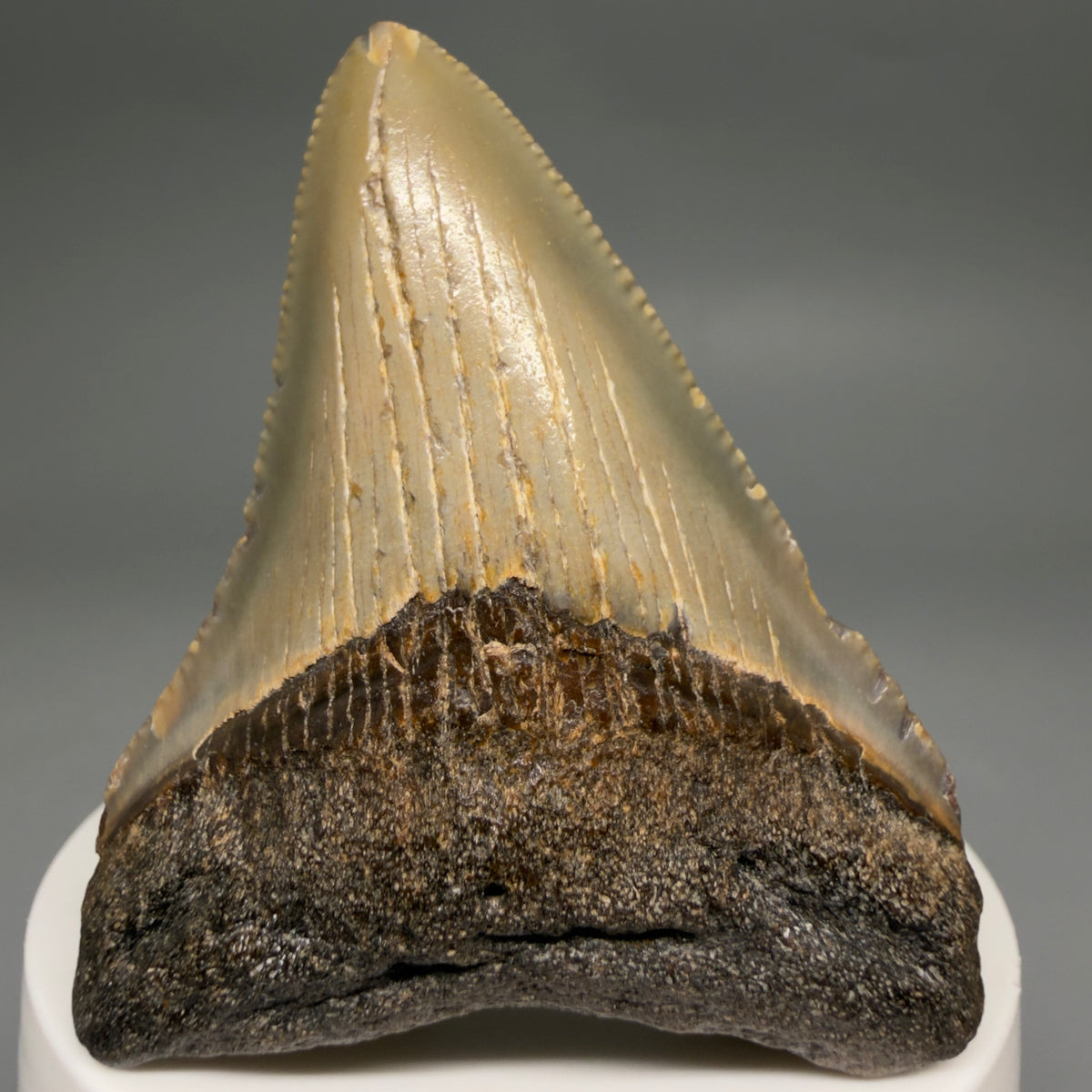 Front View Colorful 2.63" Fossil Megalodon Tooth - Authentic Carcharocles megalodon Fossil from North Carolina megalodonteeth.com CM6629