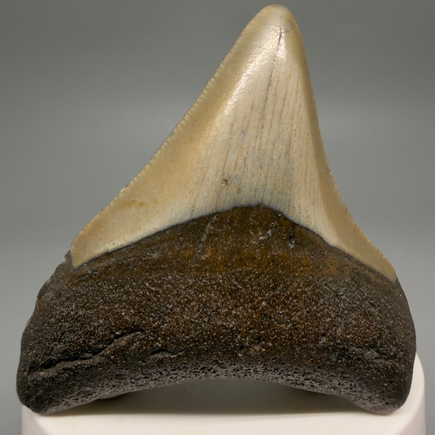 Front View Colorful 2.65" Fossil Megalodon Tooth - Authentic Carcharocles megalodon Fossil from North Carolina CM6489