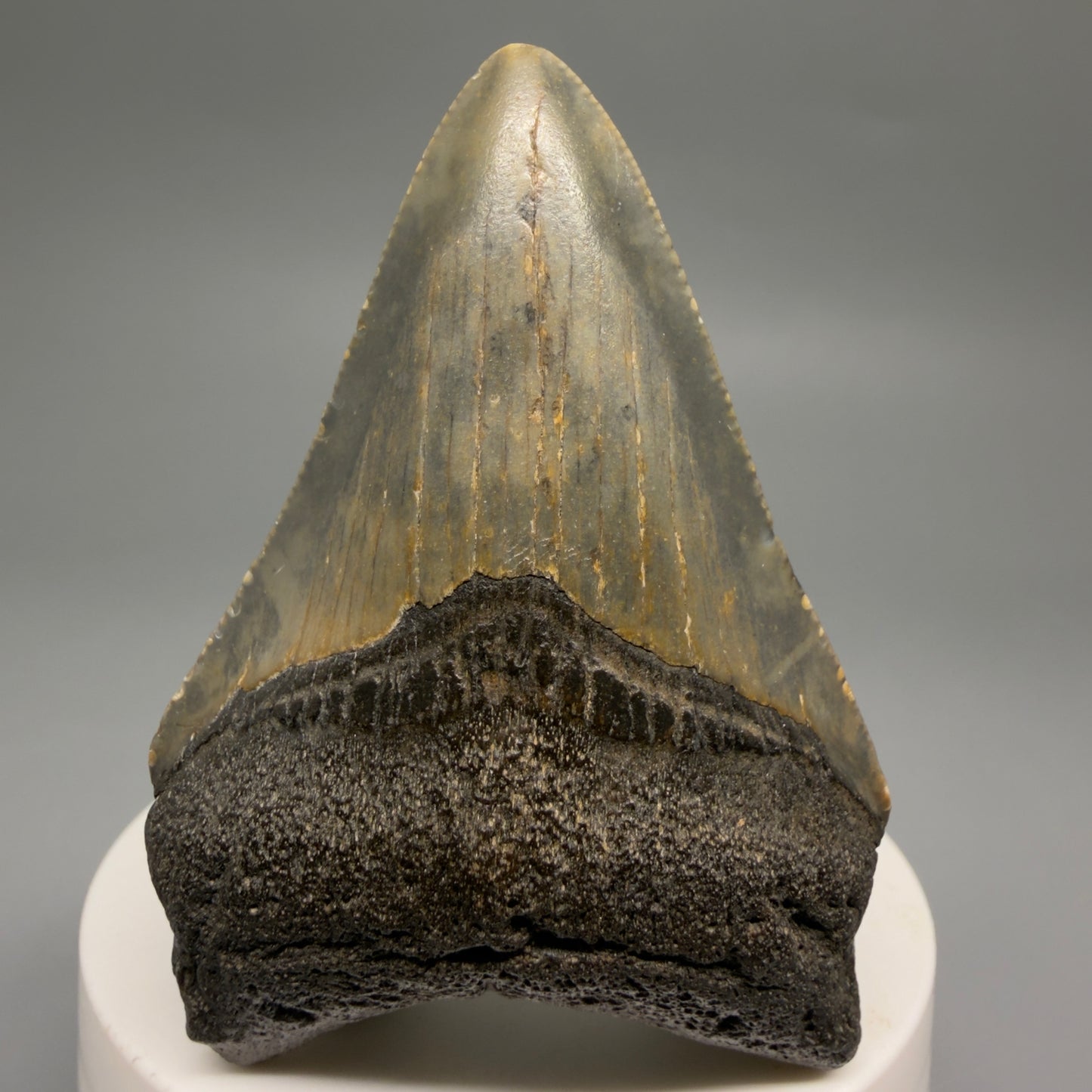 Front View Colorful 2.71" Fossil Megalodon Tooth - Authentic Carcharocles megalodon Fossil from North Carolina CM9490