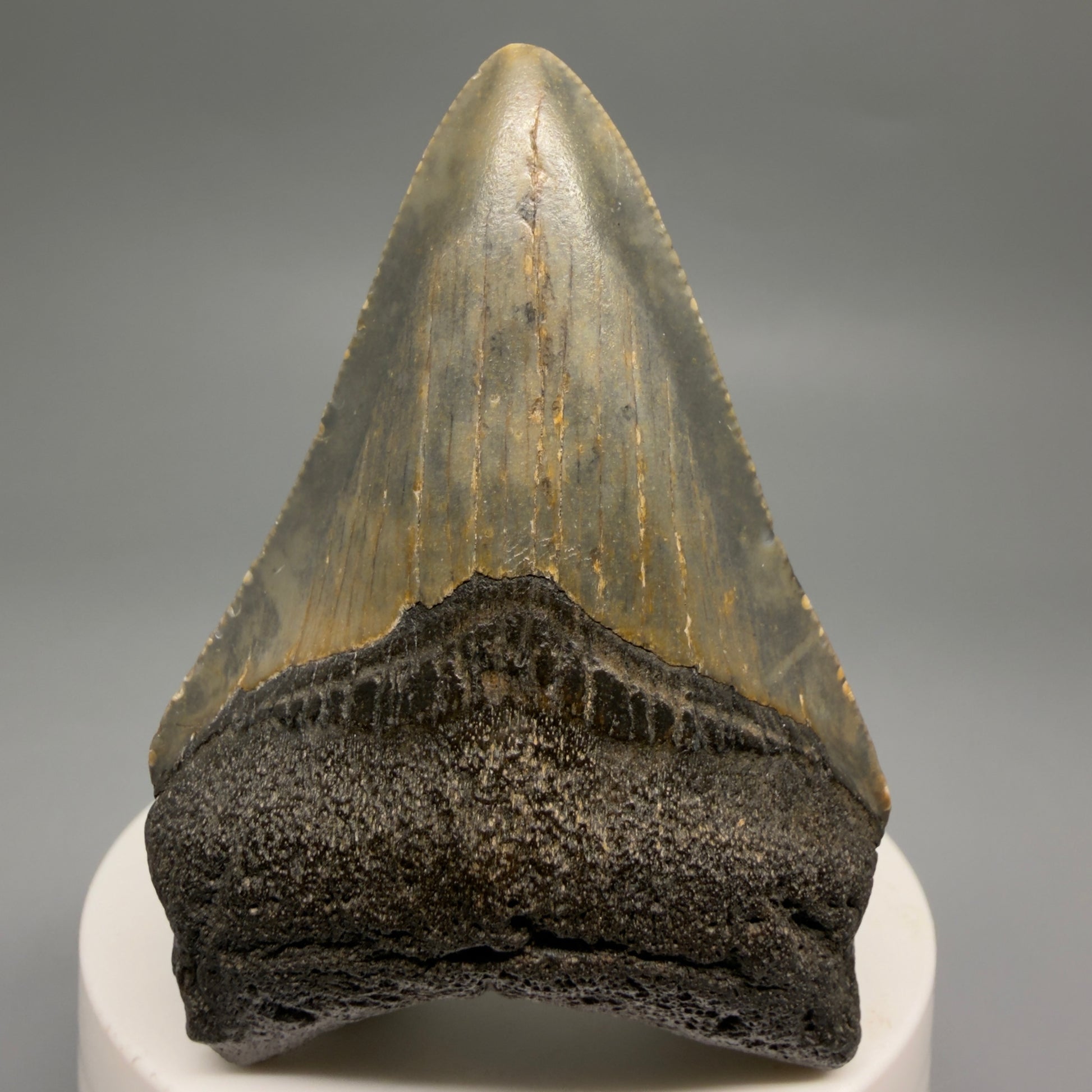 Front View Colorful 2.71" Fossil Megalodon Tooth - Authentic Carcharocles megalodon Fossil from North Carolina CM9490