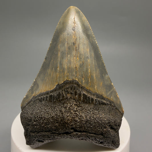 Front View Colorful 2.71" Fossil Megalodon Tooth - Authentic Carcharocles megalodon Fossil from North Carolina CM9490