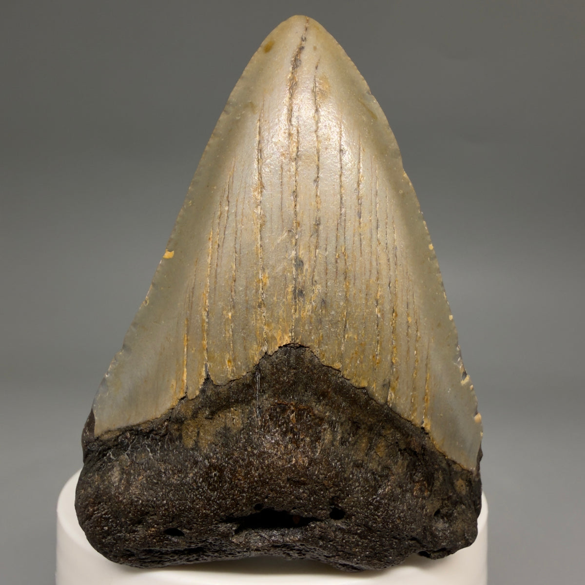 Front View Colorful 2.71" Fossil Megalodon Tooth - Authentic Carcharocles megalodon Fossil from North Carolina megalodonteeth.com CM6631