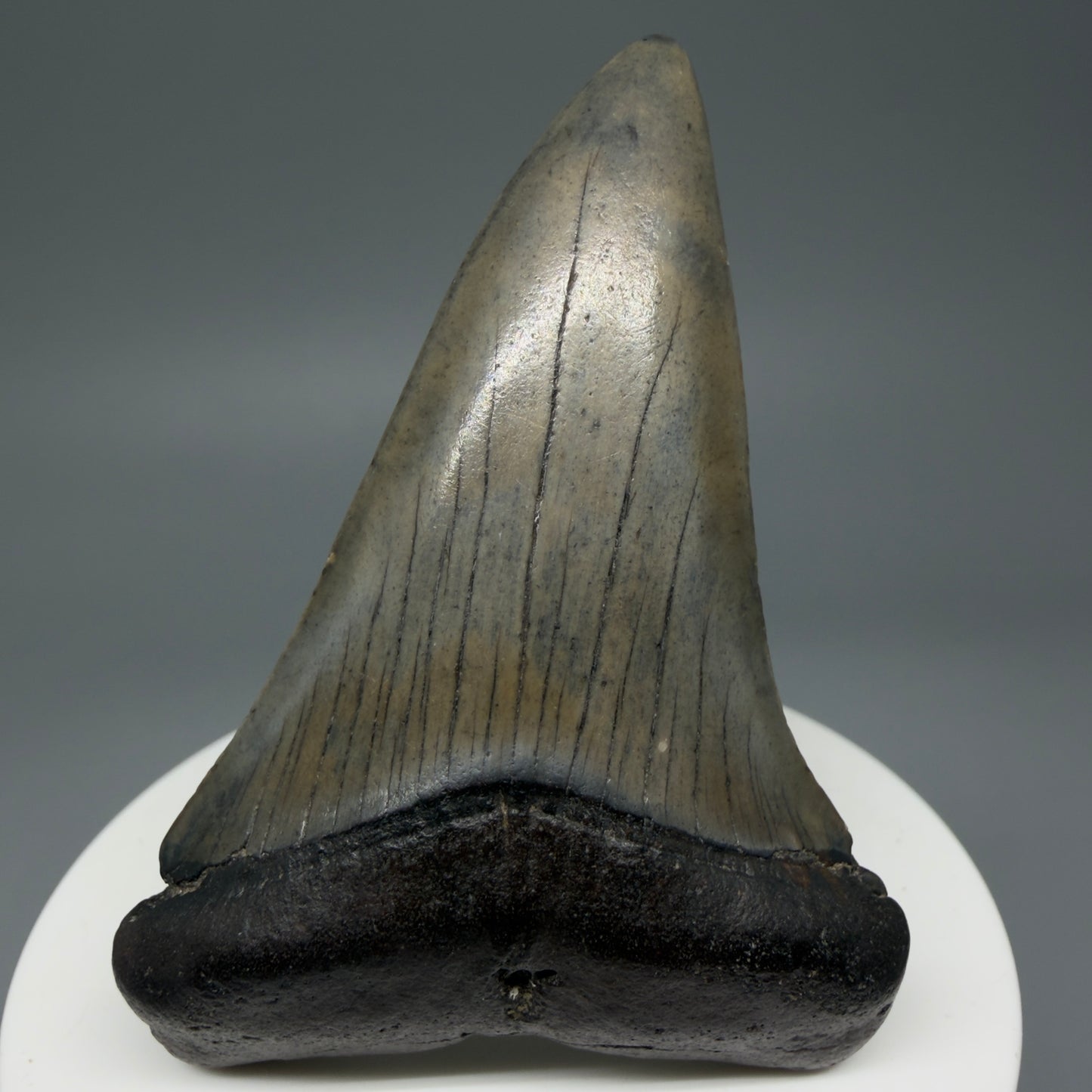 Front View Colorful 2.74" Fossil Extinct Mako - Isurus hastalis Shark Tooth from South Carolina M609