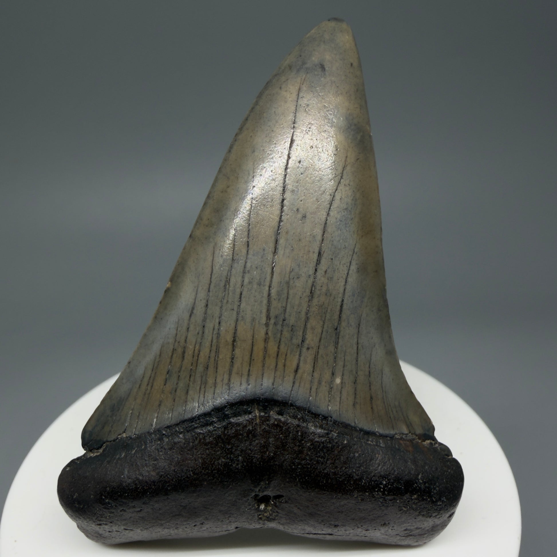 Front View Colorful 2.74" Fossil Extinct Mako - Isurus hastalis Shark Tooth from South Carolina M609