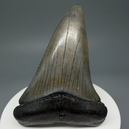 Front View Colorful 2.74" Fossil Extinct Mako - Isurus hastalis Shark Tooth from South Carolina M609