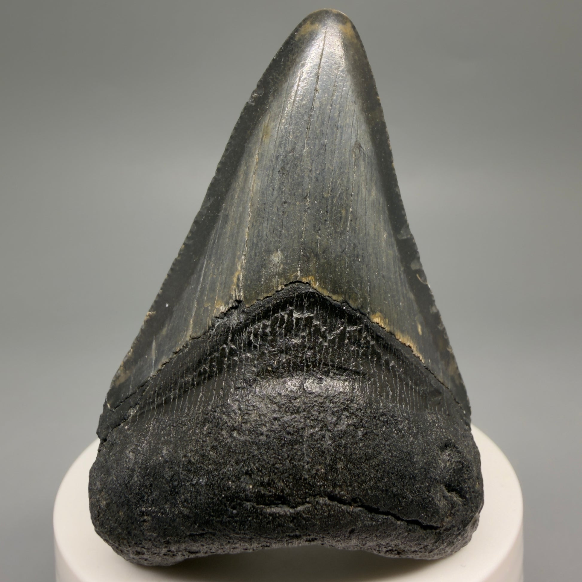 Front View Colorful 2.75" Fossil Megalodon Tooth - Authentic Carcharocles megalodon Fossil from North Carolina CM6492