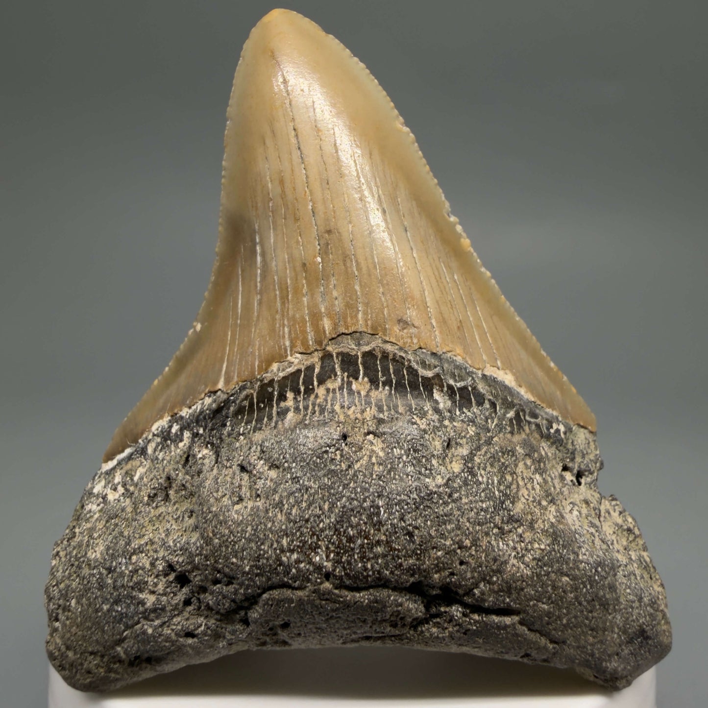 Front View Colorful 2.76" Fossil Megalodon Tooth - Authentic Carcharocles megalodon Fossil from North Carolina CM6493