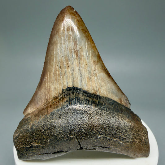 Front View Colorful 2.77" Fossil Megalodon Shark Tooth - Georgia - brown/serrated CM5860