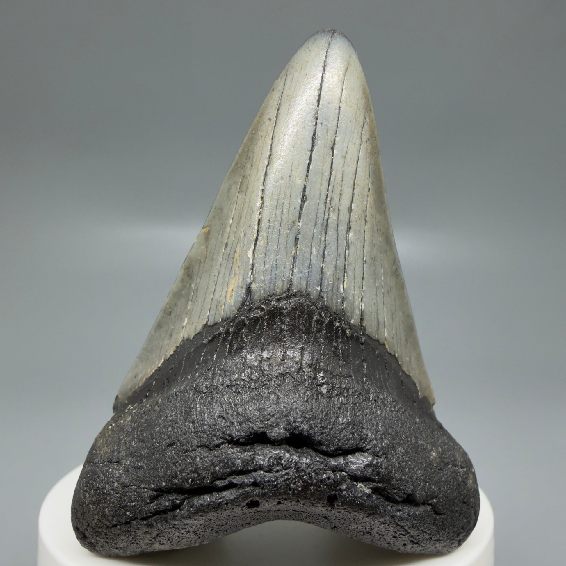Front View Colorful 2.77" Fossil Megalodon Tooth - Authentic Carcharocles megalodon Fossil from North Carolina CM6188