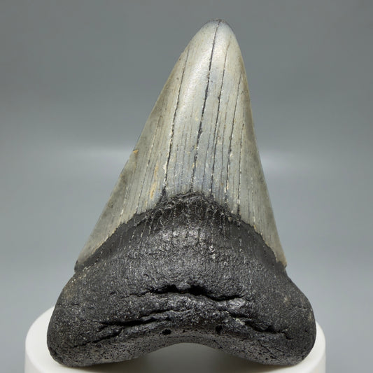 Front View Colorful 2.77" Fossil Megalodon Tooth - Authentic Carcharocles megalodon Fossil from North Carolina CM6188