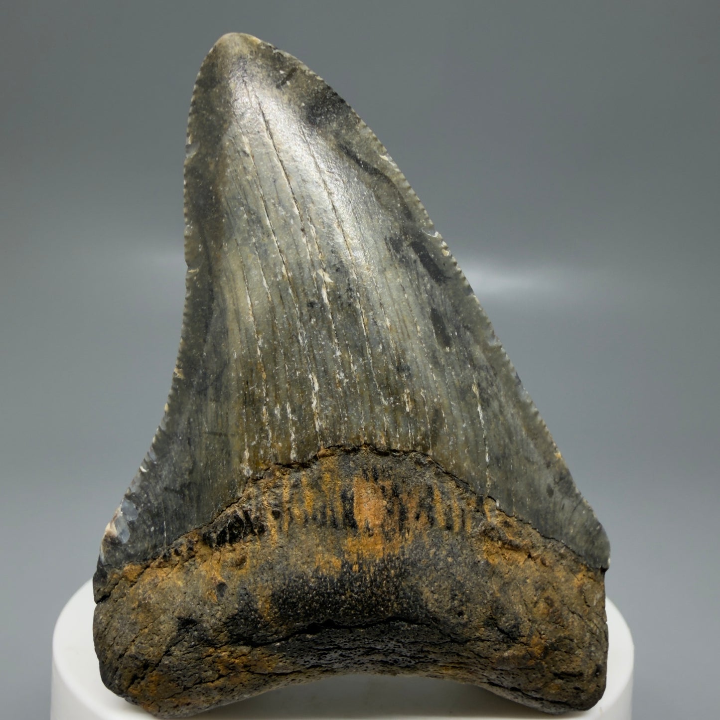 Front View Colorful 2.78" Fossil Megalodon Tooth - Authentic Carcharocles megalodon Fossil from North Carolina CM6185