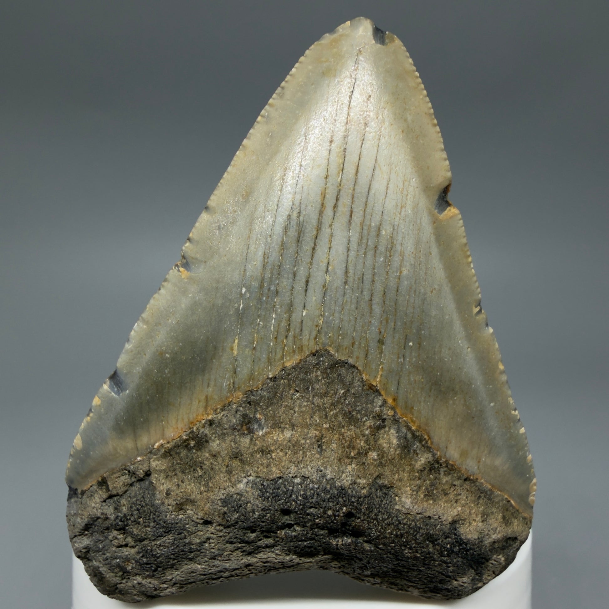 Front View Colorful 2.78" Fossil Megalodon Tooth - Authentic Carcharocles megalodon Fossil from North Carolina CM6294