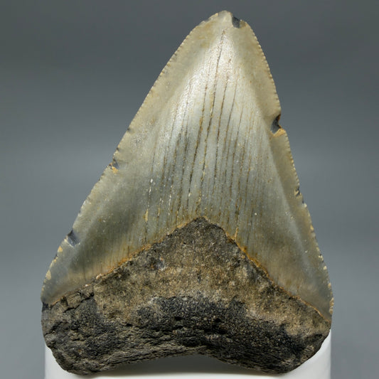 Front View Colorful 2.78" Fossil Megalodon Tooth - Authentic Carcharocles megalodon Fossil from North Carolina CM6294