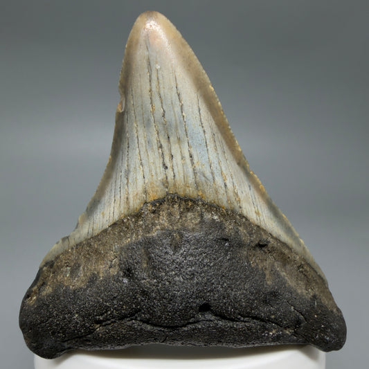 Front View Colorful 2.79" Fossil Megalodon Tooth - Authentic Carcharocles megalodon Fossil from North Carolina CM6293