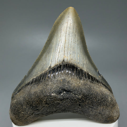 Front View Colorful 2.81" Fossil Megalodon Tooth - Authentic Carcharocles megalodon Fossil from North Carolina CM6088