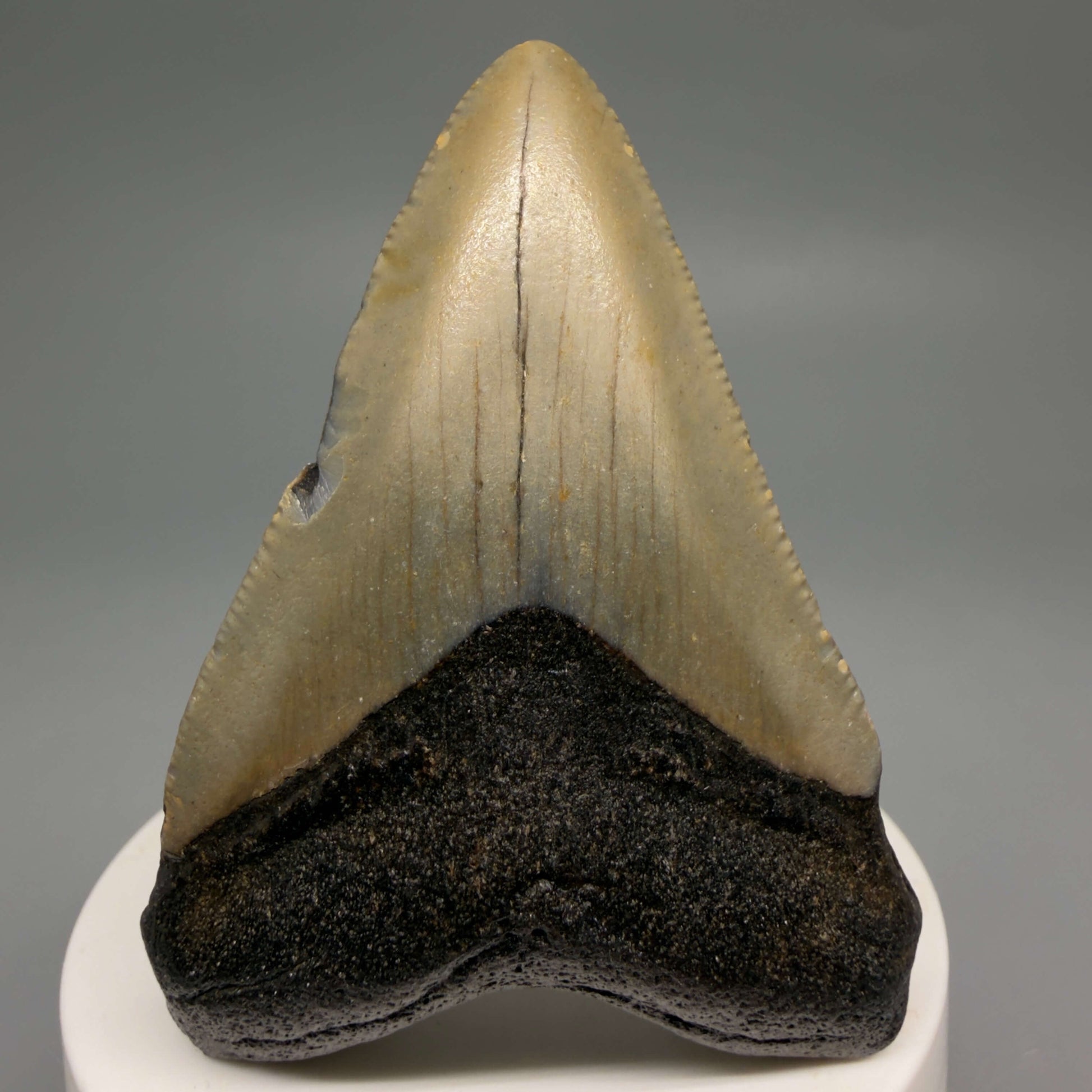 Front View Colorful 2.82" Fossil Megalodon Tooth - Authentic Carcharocles megalodon Fossil from North Carolina CM6491