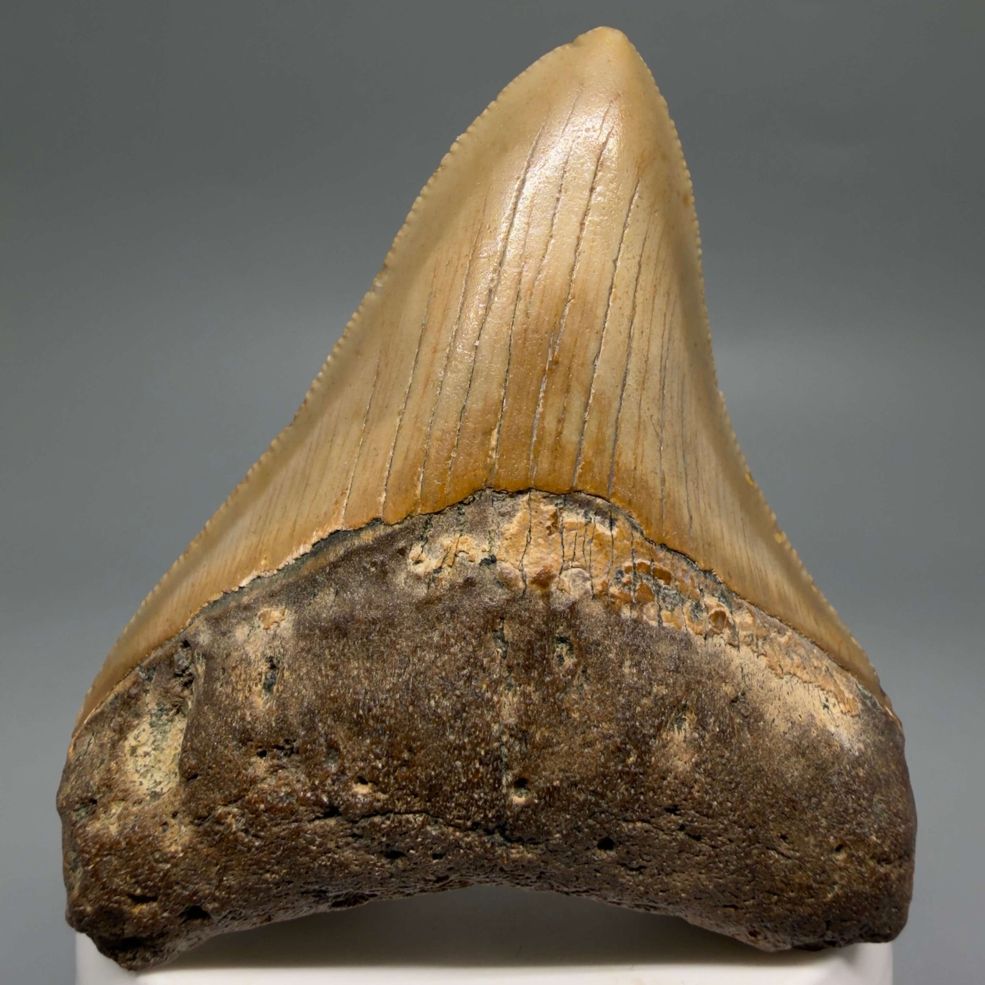 Front View Colorful 2.82" Fossil Megalodon Tooth - Authentic Carcharocles megalodon Fossil from North Carolina CM6495