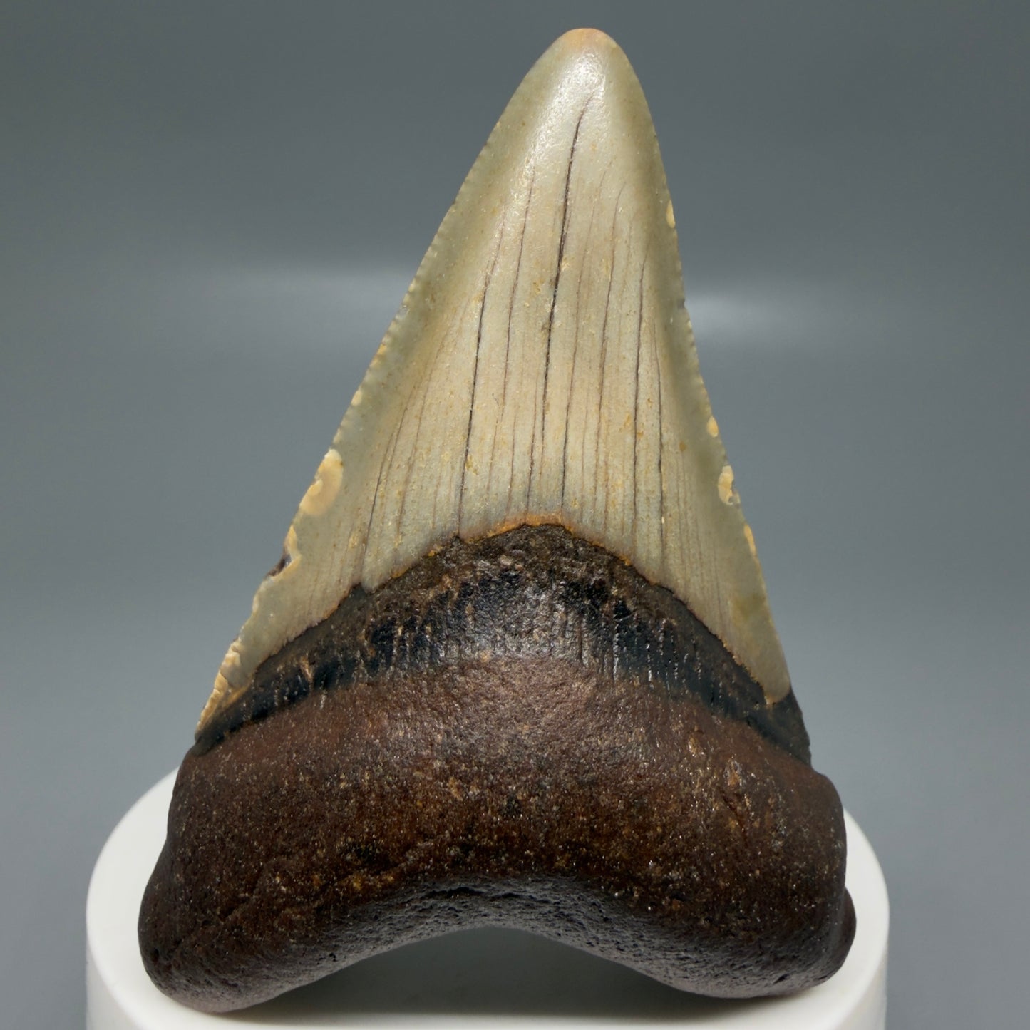 Front View Colorful 2.87" Fossil Megalodon Tooth - Authentic Carcharocles megalodon Fossil from North Carolina CM6186