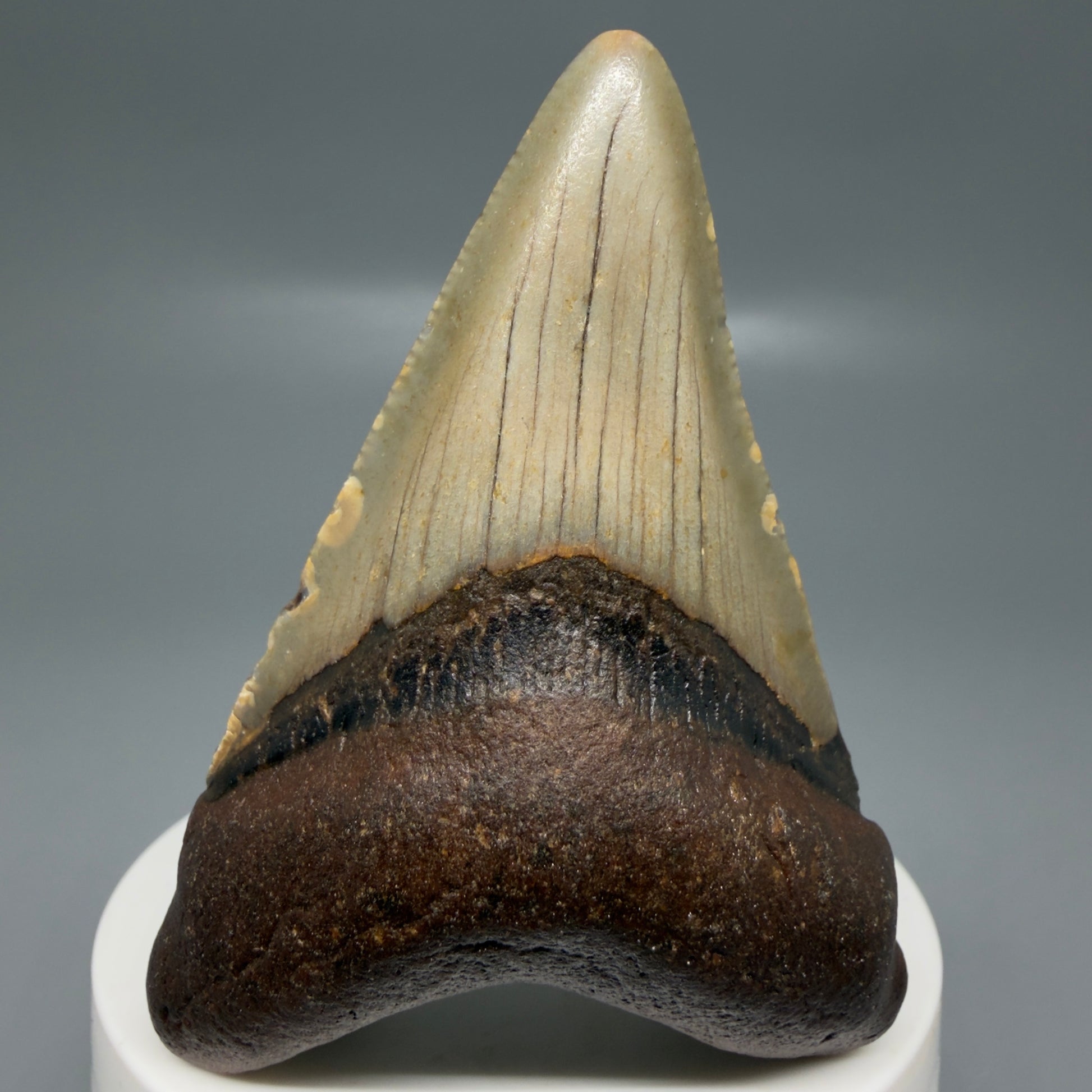 Front View Colorful 2.87" Fossil Megalodon Tooth - Authentic Carcharocles megalodon Fossil from North Carolina CM6186