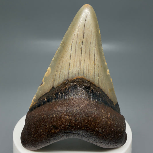 Front View Colorful 2.87" Fossil Megalodon Tooth - Authentic Carcharocles megalodon Fossil from North Carolina CM6186