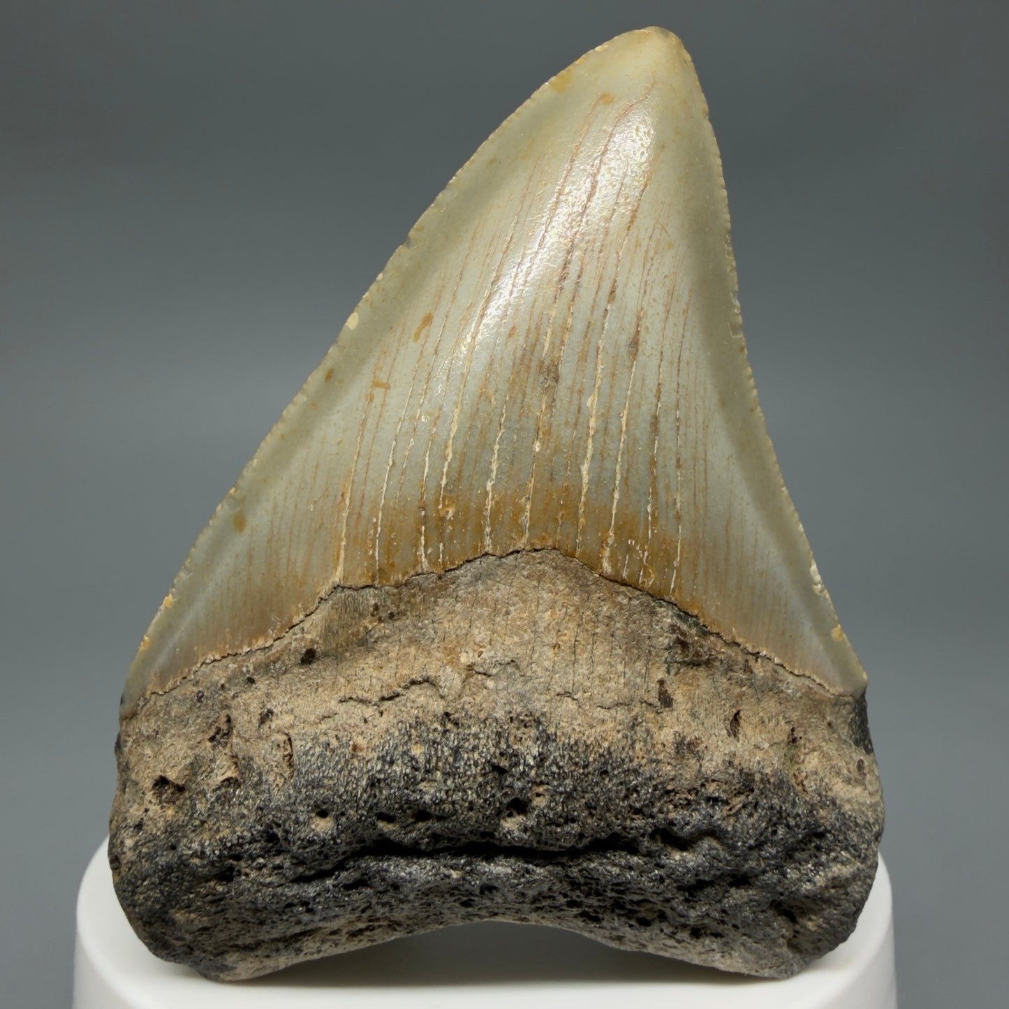 Front View Colorful 2.89" Fossil Megalodon Tooth - Authentic Carcharocles megalodon Fossil from North Carolina CM6295