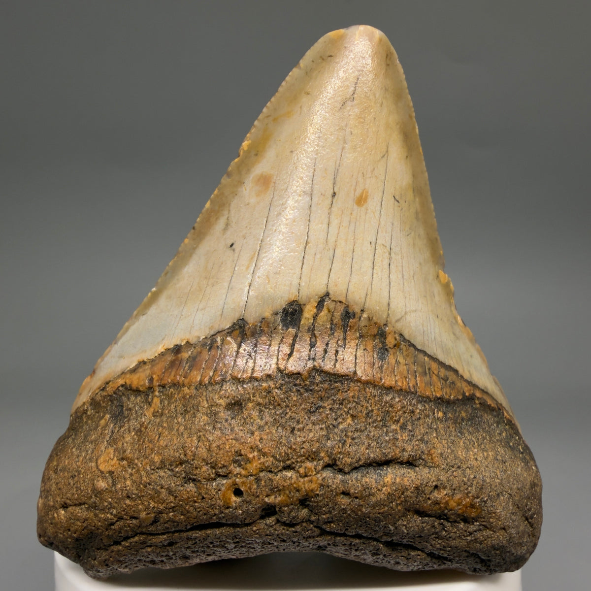 Front View Colorful 2.90" Fossil Megalodon Tooth - Authentic Carcharocles megalodon Fossil from North Carolina megalodonteeth.com CM6632