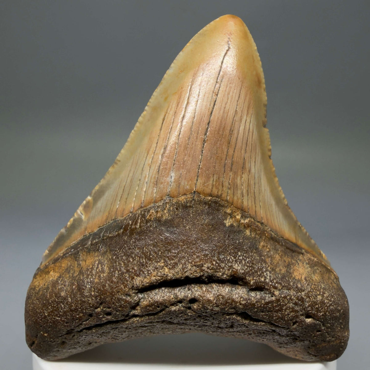 Front View Colorful 2.90" Fossil Megalodon Tooth - Authentic Carcharocles megalodon Fossil from North Carolina megalodonteeth.com CM6791
