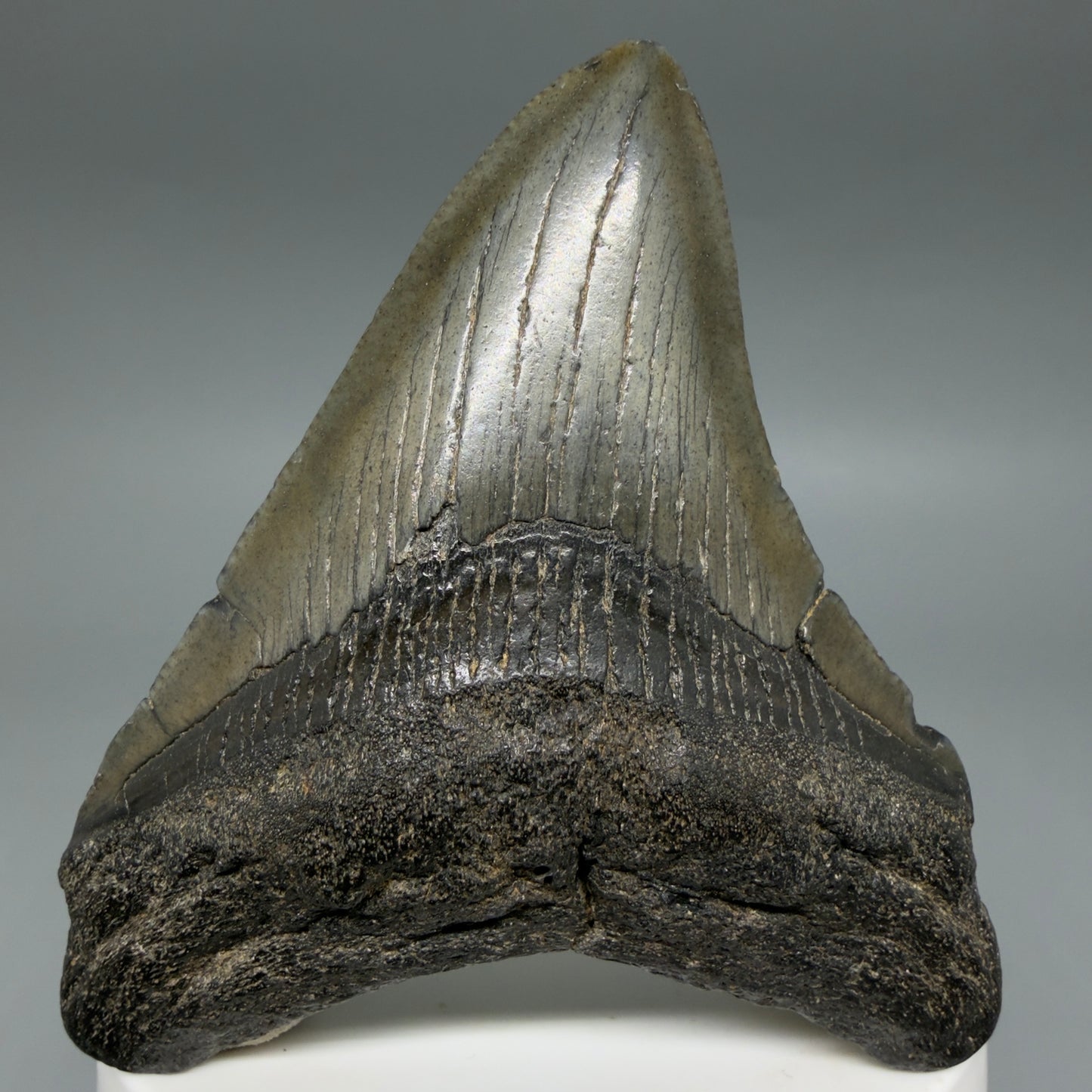 Front View Colorful 2.91" Fossil Megalodon Tooth – South Carolina River Find | AuthentiC CM6400